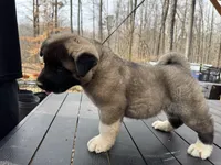 Koda, a male Akita for sale in York, SC – Photo 2 of 5