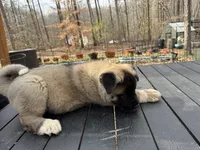 Koda, a male Akita for sale in York, SC – Photo 4 of 5