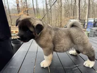 Koda, a male Akita for sale in York, SC – Photo 3 of 5