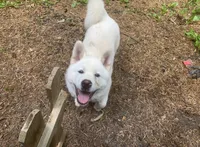 Blaze, a male Akita for sale in York, SC – 3 of 6
