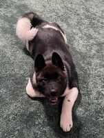 Nova, a female Akita for sale in York, SC – 3 of 4