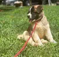 Atlas, a male Akita for sale in York, SC – 2 of 5