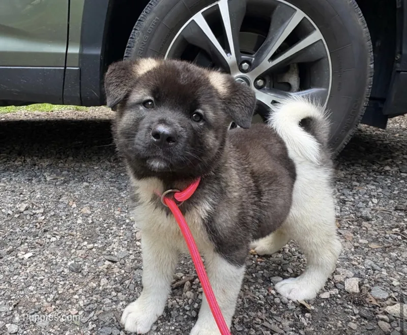 Nyx – Akita puppy for sale in York, SC