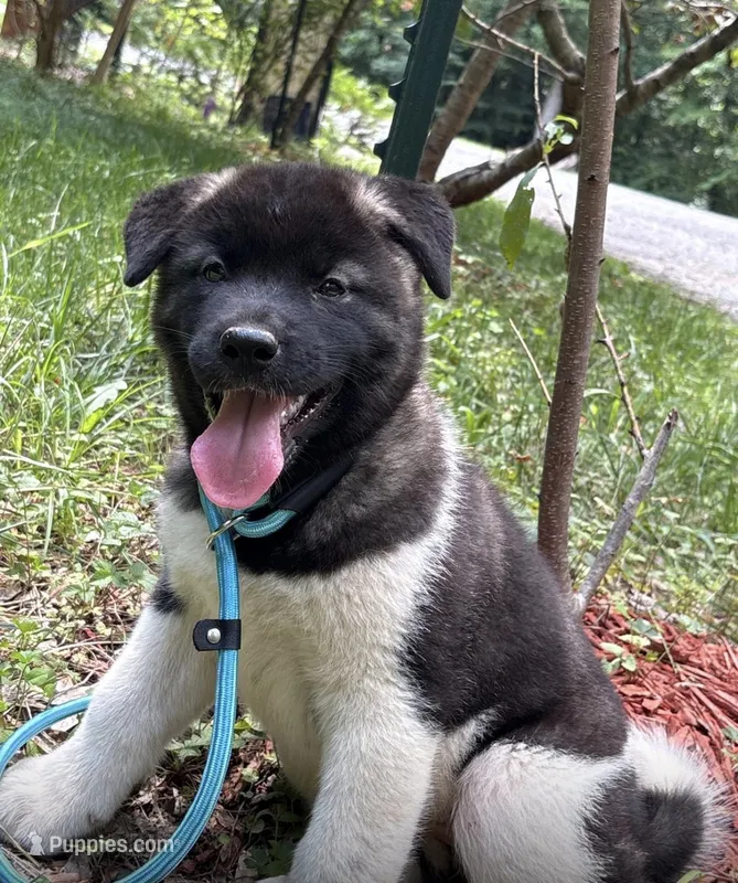 Nova – Akita puppy for sale in York, SC