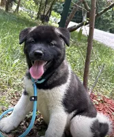 Nova, a female Akita for sale in York, SC – 1 of 5