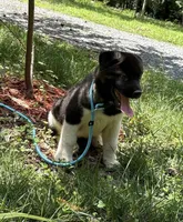 Nova, a female Akita for sale in York, SC – 4 of 5