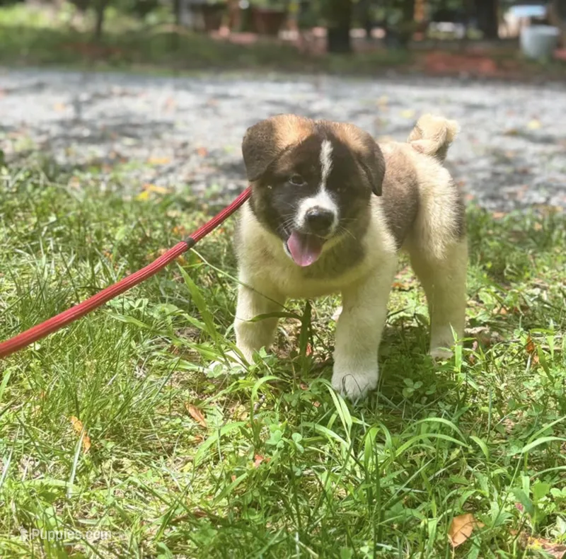 Atlas – Akita puppy for sale in York, SC