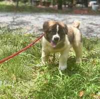 Atlas, a male Akita for sale in York, SC – 1 of 5