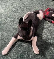 Nova, a female Akita for sale in York, SC – 4 of 4