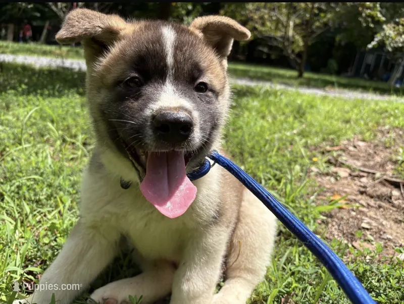 Blaze – Akita puppy for sale in York, SC