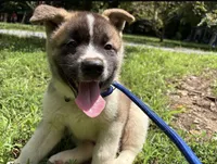 Blaze, a male Akita for sale in York, SC – 1 of 6