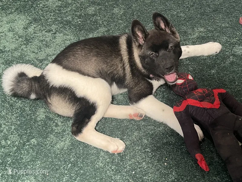 Nova – Akita puppy for sale in York, SC