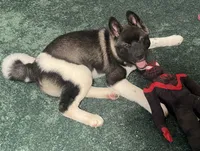 Nova, a female Akita for sale in York, SC – 1 of 4