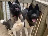 Atlas, a male Akita for sale in York, SC – 5 of 5