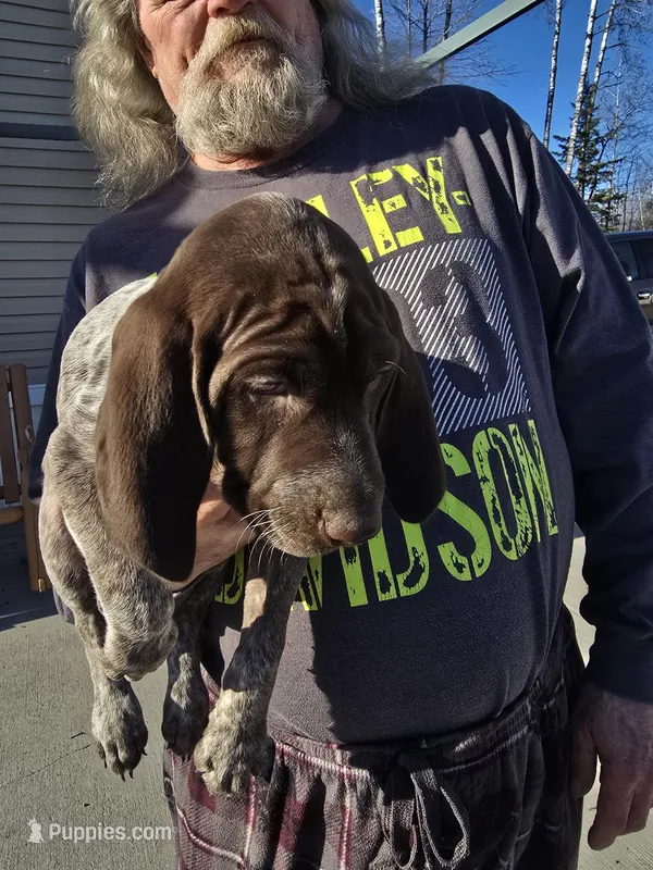 baby girl 1 – German Shorthaired Pointer puppy for sale in Ojibwa, WI