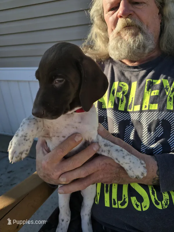 baby boy 3 – German Shorthaired Pointer puppy for sale in Ojibwa, WI