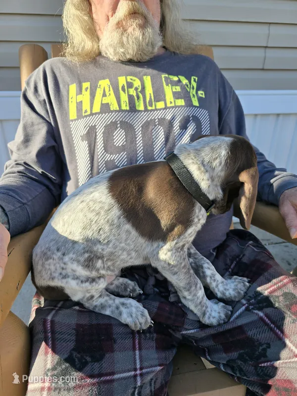 baby boy 2 – German Shorthaired Pointer puppy for sale in Ojibwa, WI