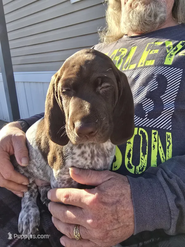 baby boy 1 – German Shorthaired Pointer puppy for sale in Ojibwa, WI