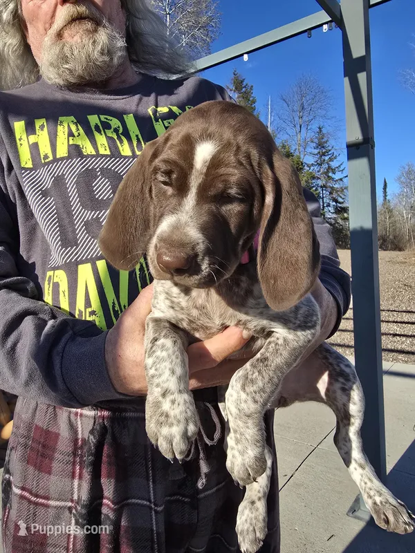 baby girl 2 – German Shorthaired Pointer puppy for sale in Ojibwa, WI