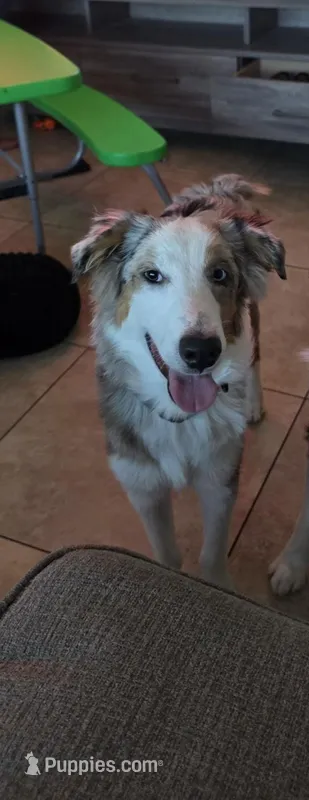 Teddy – Australian Shepherd puppy for sale in Glendale, AZ