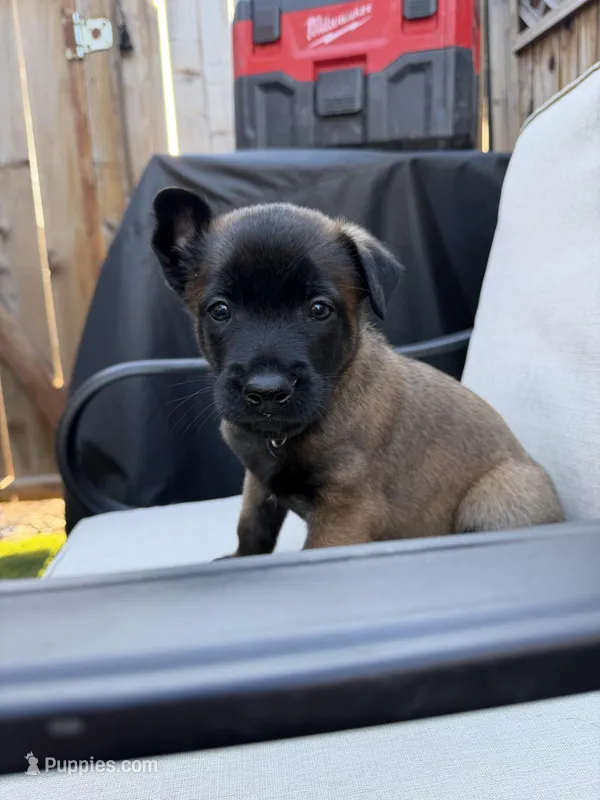 Purple  – Belgian Malinois puppy for sale in Martinez, CA