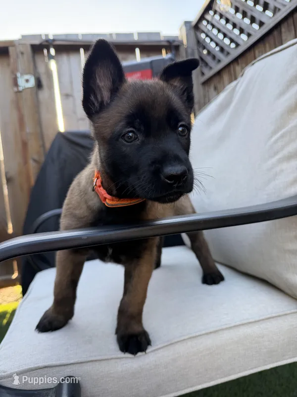 Orange  – Belgian Malinois puppy for sale in Martinez, CA