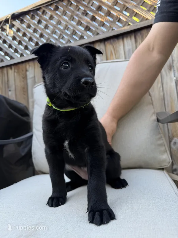 Green – Belgian Malinois puppy for sale in Martinez, CA