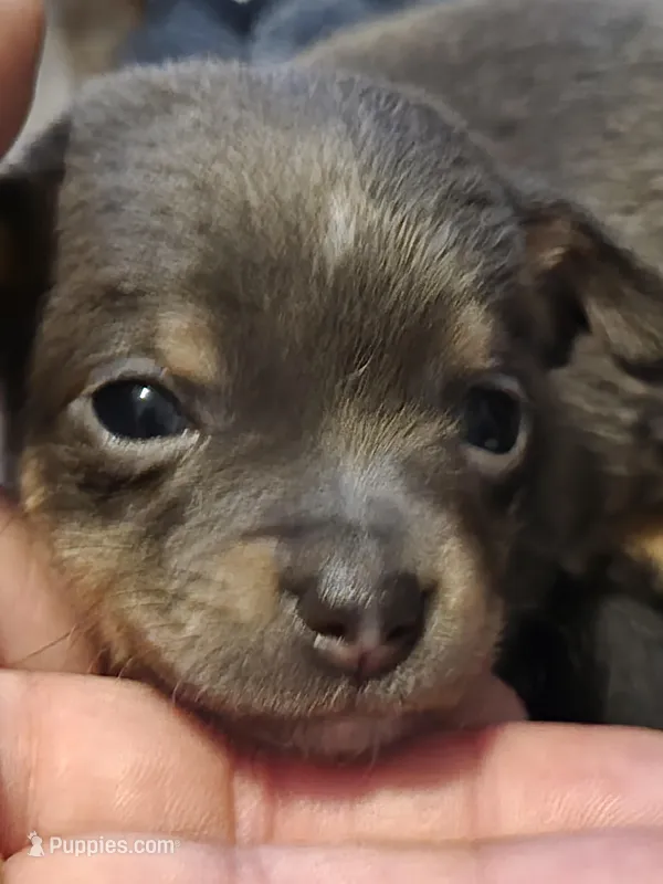 #1 – Chiweenie puppy for sale in Opp, AL