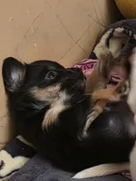 #6, a female Chiweenie for sale in Opp, AL – Photo 5 of 10