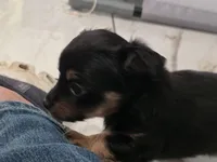 #6, a female Chiweenie for sale in Opp, AL – Photo 10 of 10