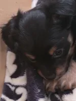 #6, a female Chiweenie for sale in Opp, AL – Photo 8 of 10