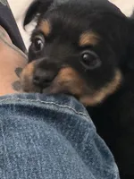 #6, a female Chiweenie for sale in Opp, AL – Photo 2 of 10