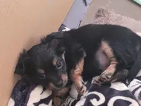 #6, a female Chiweenie for sale in Opp, AL – Photo 4 of 10