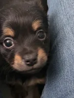 #6, a female Chiweenie for sale in Opp, AL – Photo 9 of 10