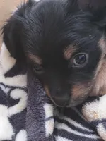 #6, a female Chiweenie for sale in Opp, AL – Photo 3 of 10