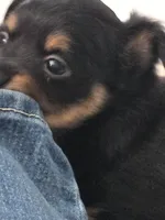 #6, a female Chiweenie for sale in Opp, AL – Photo 1 of 10