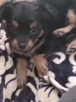 #6, a female Chiweenie for sale in Opp, AL – Photo 7 of 10