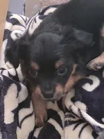 #6, a female Chiweenie for sale in Opp, AL – Photo 6 of 10