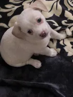 #5 , a male Chiweenie for sale in Opp, AL – Photo 2 of 2