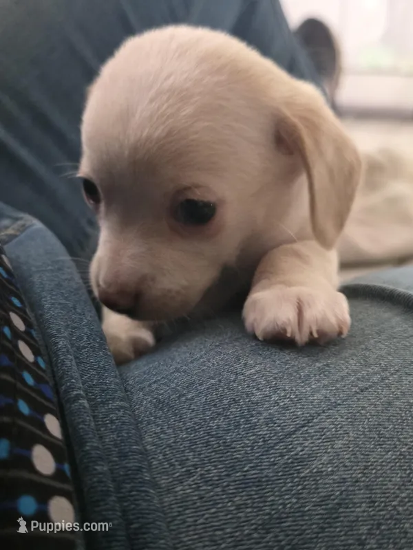 #5  – Chiweenie puppy for sale in Opp, AL