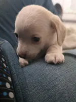 #5 , a male Chiweenie for sale in Opp, AL – Photo 1 of 2