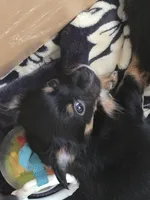 #2, a male Chiweenie for sale in Opp, AL – Photo 4 of 10