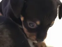 #2, a male Chiweenie for sale in Opp, AL – Photo 2 of 10