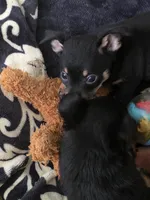 #2, a male Chiweenie for sale in Opp, AL – Photo 9 of 10