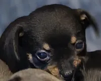 #2, a male Chiweenie for sale in Opp, AL – Photo 3 of 10