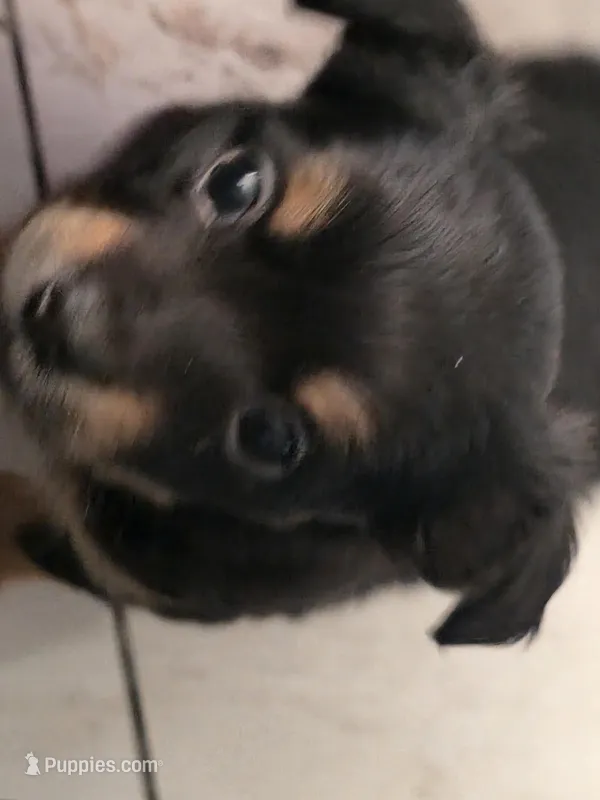 #2 – Chiweenie puppy for sale in Opp, AL