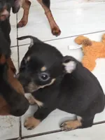 #2, a male Chiweenie for sale in Opp, AL – Photo 10 of 10