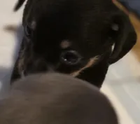 #2, a male Chiweenie for sale in Opp, AL – Photo 8 of 10