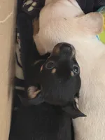 #2, a male Chiweenie for sale in Opp, AL – Photo 5 of 10