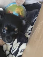 #2, a male Chiweenie for sale in Opp, AL – Photo 6 of 10